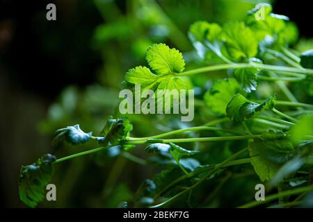 hojas de cilantro en la cocina Foto de stock