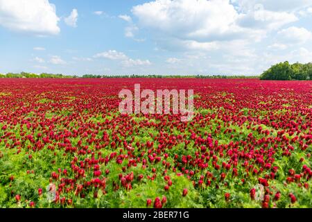 Campo de flores rojas de color carmesí en primavera en la república Checa Foto de stock