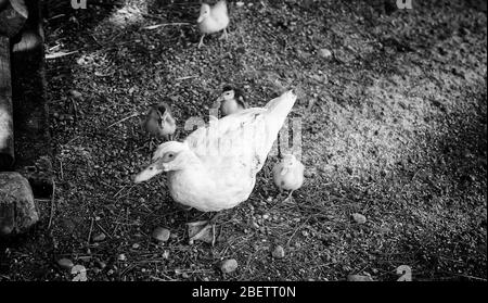 Patos pequeños cachorros en parque natural, animales y paisaje