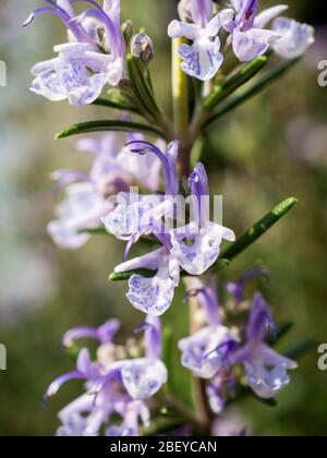 Salvia rosmarinus o planta de romero en flor en primavera Foto de stock
