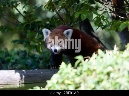 Primer plano de un panda rojo (Ailurus fulgens), en el Parque de vida Silvestre de Wingham, Kent Foto de stock