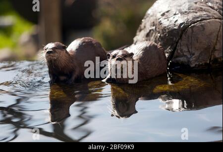 Dos Smooth Otters, jugando, Wingham Wild Life Park, Kent Foto de stock