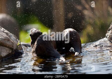 Dos Smooth Otters jugando, Wingham Wild Life Park, Kent Foto de stock