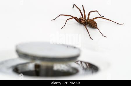 Araña gigante de la casa (Tegenaria Duellica también conocida como Tegenaria gigantea) fotografiada en un baño junto al plughole