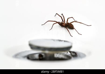 Araña gigante de la casa (Tegenaria Duellica también conocida como Tegenaria gigantea) fotografiada en un baño junto al plughole