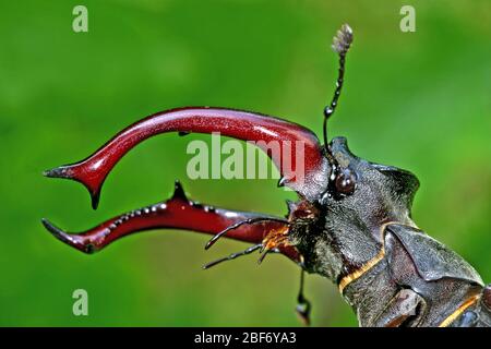 Escarabajo de ciervo, escarabajo de ciervo europeo (Lucanus cervus), macho, retrato, Alemania Foto de stock