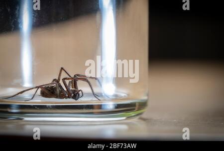 Araña gigante de la casa (Tegenaria Duellica también conocida como Tegenaria gigantea) atrapada en un vaso antes de ser liberado fuera