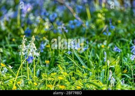 Flores blancas y azules en madera de arándanos, Upper wield, Alresford, Hampshire, Reino Unido