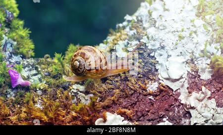 foto macro de un pequeño caracol sobre musgo verde con fondo difuminado en colores suaves