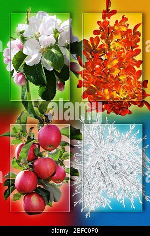 Collage de cuatro imágenes que representan cada Estación: primavera, verano, otoño e invierno. Foto de stock
