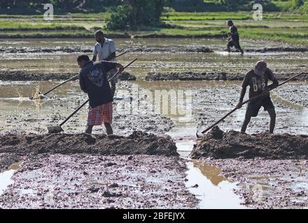 Colombo, Sri Lanka. 18 de abril de 2020. El agricultor de Sri Lanka prepara un arrozal durante un bloqueo impuesto por el gobierno en toda la isla como medida preventiva contra el coronavirus COVID-19, en Athurugiriya, en las afueras de Colombo el 18 de abril de 2020. Crédito: Pradeep Dambarage/ZUMA Wire/Alamy Live News