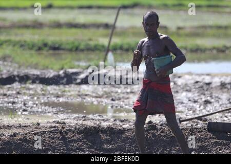 Colombo, Sri Lanka. 18 de abril de 2020. Un agricultor de Sri Lanka prepara un arrozal durante un bloqueo impuesto por el gobierno en toda la isla como medida preventiva contra el coronavirus COVID-19, en Athurugiriya, en las afueras de Colombo el 18 de abril de 2020. Crédito: Pradeep Dambarage/ZUMA Wire/Alamy Live News