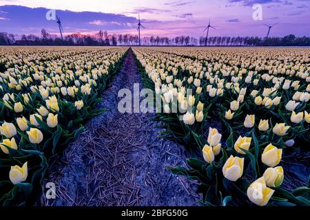 Campo de tulipanes durante la puesta de sol en los países Bajos Noordoostpolder, campo de tulipanes coloful durante el atardecer Foto de stock