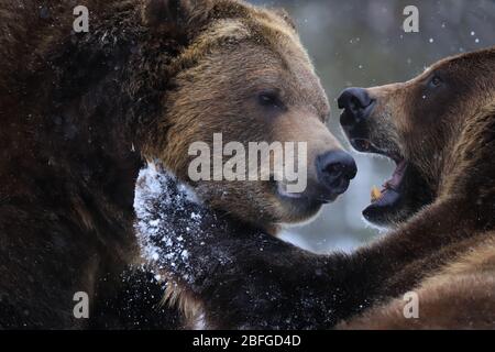 Grizzly lleva ursus acrtos jugando en la nieve Foto de stock