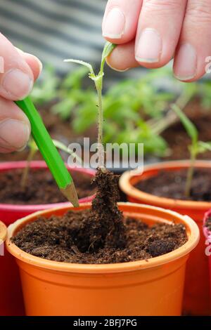 Solanum lycopersicum. Trasplantar suavemente las plántulas de tomate jóvenes pinchando y macetas. REINO UNIDO Foto de stock