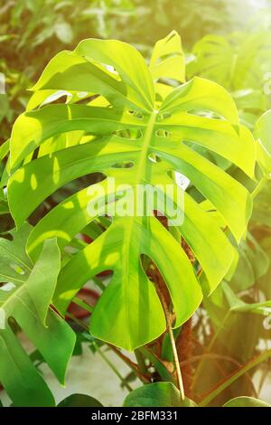 Plantas tropicales en invernadero, close-up