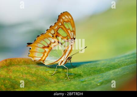 Mariposa malaquita (Siproeta stelenes) sentada sobre una hoja, Alemania Foto de stock