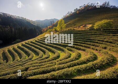 Condado de Beosong, Corea del Sur - 18 DE ABRIL de 2020: El Condado de Boseong es el hogar de los campos de té más altos de Corea, reconocido por la calidad del verde Foto de stock