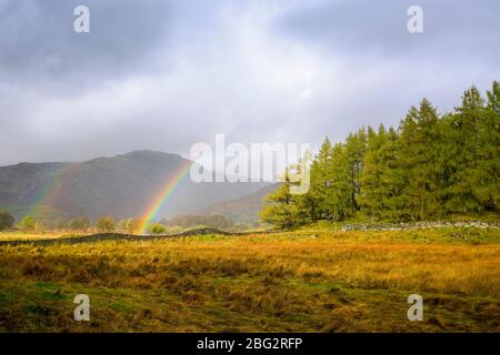 Arco iris sobre un stand de árboles en Little Langdale, Cumbria, Reino Unido