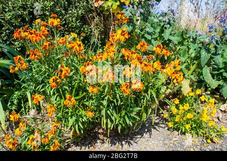 Flores de color naranja brillante y amarillo de plantas de flores de pared Erysimum bordeando un camino con una valla y cobertura detrás Foto de stock