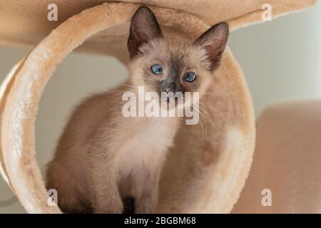 Prebred 6 semanas de edad Siamese gato pequeño gatito con ojos en forma azul sobre fondo beige patio de recreo. Conceptos de animales domésticos jugar escondiendo Foto de stock
