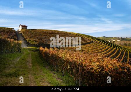 Otoño caminata después de la cosecha en los senderos entre las filas y viñedos de la uva nebbiolo, en las colinas de Barolo Langhe, distrito del vino italiano Foto de stock