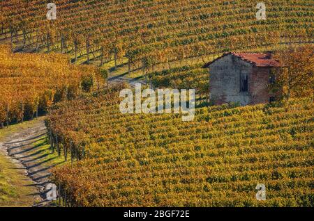 Otoño caminata después de la cosecha en los senderos entre las filas y viñedos de la uva nebbiolo, en las colinas de Barolo Langhe, distrito del vino italiano Foto de stock