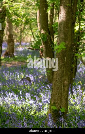 Cerca de arándanos creciendo entre árboles en la naturaleza en Whippendell Woods, Watford, Hertforshire UK.