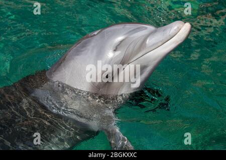 Delfín nariz de botella cerca con la cabeza fuera del agua en el Mar Rojo cerca de Eilat. Tursiops truncatus Foto de stock
