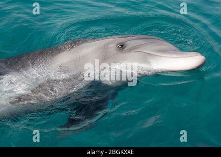 Delfín mular nadando en su lado en el Mar Rojo (Tursiops truncatus)