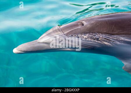 El blowhole del delfín mular se cierra antes de ir bajo el agua en el Mar Rojo (Tursiops truncatus) Foto de stock