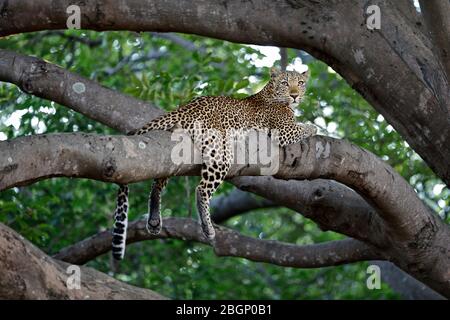 Un leopardo joven descansa en una rama de un árbol grande a lo largo del río Luangwa, Zambia.
