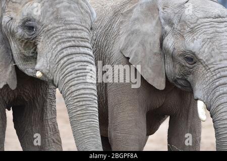 Dos elefantes africanos en la granja NOAH's Ark Zoo, a las afueras de Bristol, North Somerset, Inglaterra, Reino Unido Foto de stock