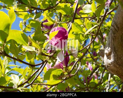 Púrpura Magnolia arbusto durante bloqueo coronavirus. Naturaleza  floreciendo con flora y fauna con abundancia. Colores vivos y fragancia  Fotografía de stock - Alamy