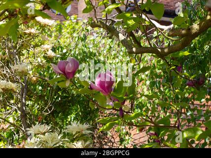 Púrpura Magnolia arbusto durante bloqueo coronavirus. Naturaleza  floreciendo con flora y fauna con abundancia. Colores vivos y fragancia  Fotografía de stock - Alamy