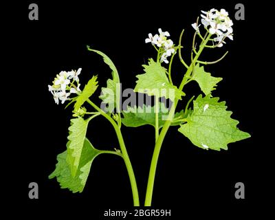 Flor silvestre del Reino Unido, Jack por la mostaza de la cobertura o el ajo, Alliaria petiolata, floreciendo sobre un fondo negro