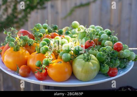 Un plato grande de tomates recién recogidos del jardín, parte de la tendencia a cultivar su propia comida hacia un estilo de vida más sostenible y frugal. Foto de stock