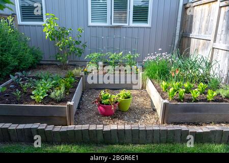 Parte de la tendencia de su propio alimento, este jardín trasero de la verdura del patio contiene las camas levantadas grandes para cultivar verduras y hierbas durante el verano. Foto de stock