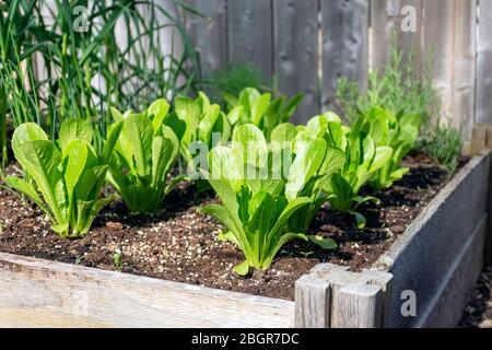 Parte de la tendencia de su propio alimento, este jardín trasero de la verdura del patio contiene las camas levantadas grandes para cultivar verduras y hierbas durante el verano Foto de stock