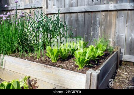 Parte de la tendencia de su propio alimento, este jardín trasero de la verdura del patio contiene las camas levantadas grandes para cultivar verduras y hierbas durante el verano Foto de stock