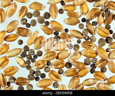 Las semillas anuales de las semillas de las cizalladoras (Galium aparine) contaminan el grano combinado de trigo durante la cosecha Foto de stock
