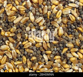 Las semillas anuales de las semillas de las cizalladoras (Galium aparine) contaminan el grano combinado de trigo durante la cosecha Foto de stock
