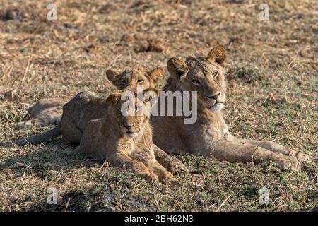 Hermanos leones jóvenes, atardecer, río Kafue, Parque Nacional Kafue, Zambia, África Foto de stock