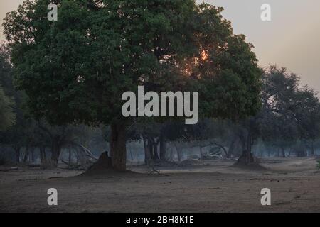 Los árboles de Ana, Faidherbia albida, en la llanura inundable de Zambezi, el Parque Nacional de Mana Pools, Mashonaland West, Zimbabwe, crean un pintoresco ambiente de puesta de sol Foto de stock