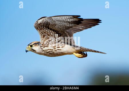 Macho inmaduro de halcón lanner (Falco biarmicus), Parque transfronterizo Kgalagadi, Sudáfrica Foto de stock