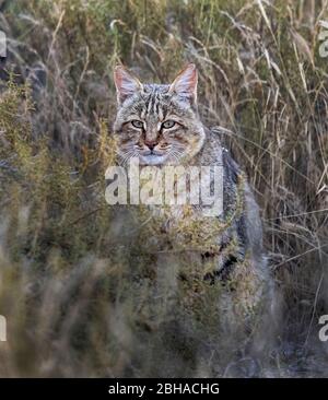 Cerca de gato salvaje africano (Felis silvestris lybica), Parque transfronterizo Kgalagadi, Namibia, África Foto de stock