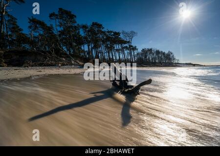 Ostsee im strahlenden Gegenlicht und bewegter See mit umgestürzten Bäumen im Wasser Foto de stock