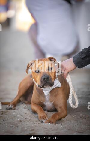 Terrier marrón Pit Bull con un arco blanco sostenido en una correa por el dueño de hisi Foto de stock