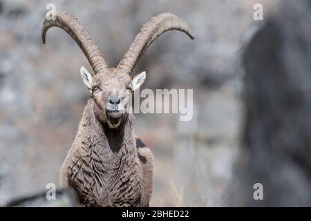 El poderoso Ibex (Capra ibex) Foto de stock