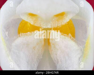 Flor de orquídea con polen (pollinia) visible bajo el microscopio Foto de stock